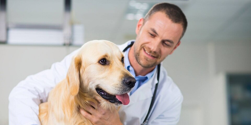 Đăng ký nhãn hiệu dịch vụ thú y